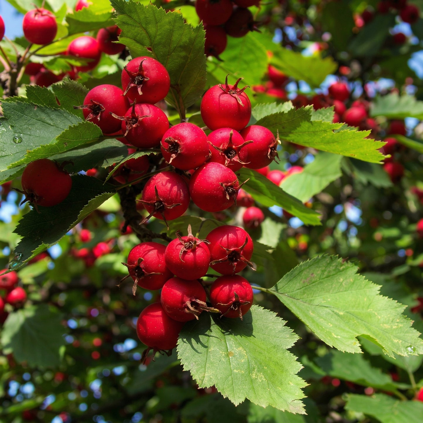 English Hawthorn Tree Seeds Crataegus monogyna – Showy Hardy Fruit Tree Seeds