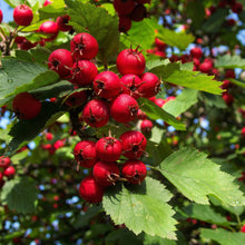 English Hawthorn Tree Seeds Crataegus monogyna – Showy Hardy Fruit Tree Seeds