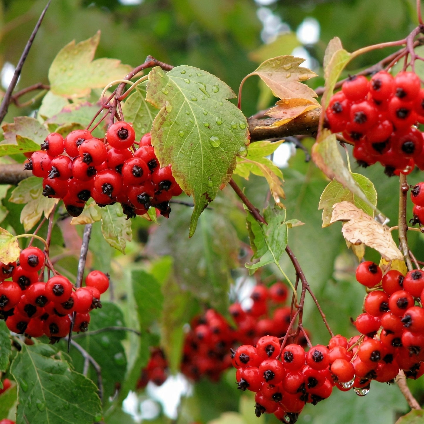 English Hawthorn Tree Seeds Crataegus monogyna – Showy Hardy Fruit Tree Seeds