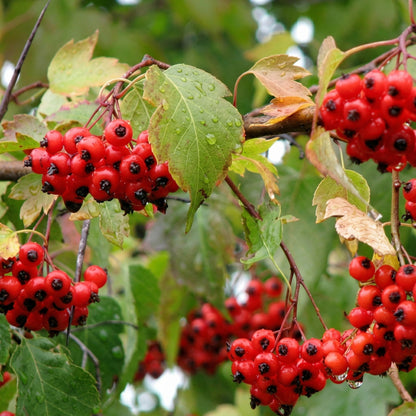 English Hawthorn Tree Seeds Crataegus monogyna – Showy Hardy Fruit Tree Seeds
