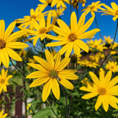 Jerusalem Artichoke Live Tubers – Fresh Sunchoke Bulbs for Planting & Edible Harvest