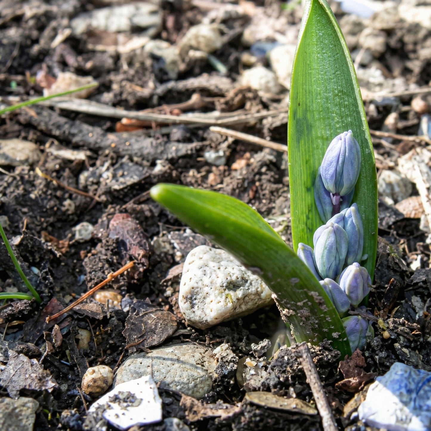 Scilla Siberica Blue Bulbs – Siberian Squill Early Spring Naturalizing Flower Bulbs