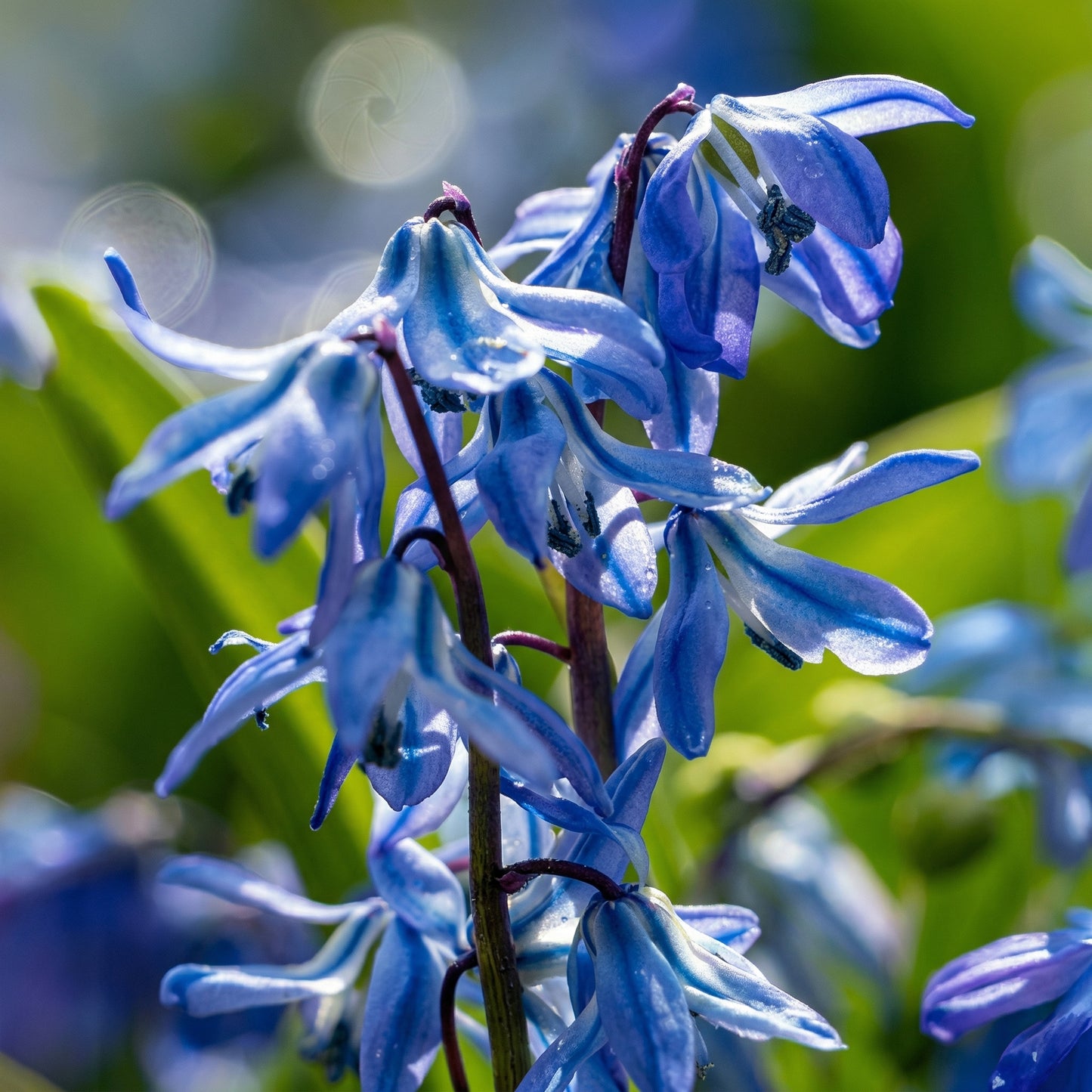 Scilla Siberica Blue Bulbs – Siberian Squill Early Spring Naturalizing Flower Bulbs