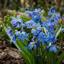 Scilla Siberica Blue Bulbs – Siberian Squill Early Spring Naturalizing Flower Bulbs