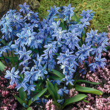 Scilla Siberica Blue Bulbs – Siberian Squill Early Spring Naturalizing Flower Bulbs