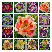 Daylily Hemerocallis Mixed Color Seeds – Heirloom Day Lily Flower Seeds