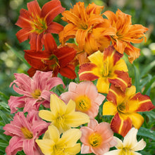 Daylily Hemerocallis Mixed Color Seeds – Heirloom Day Lily Flower Seeds