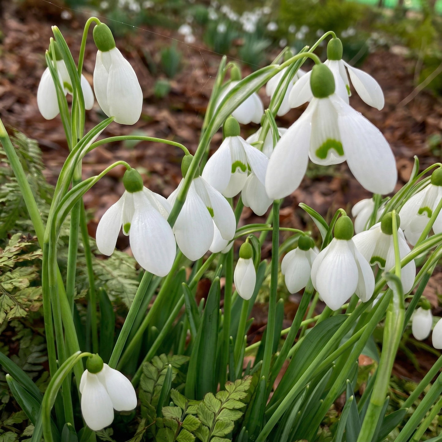 Single Snowdrops Bulbs Galanthus – Elegant White Early Spring Flowering Bulbs