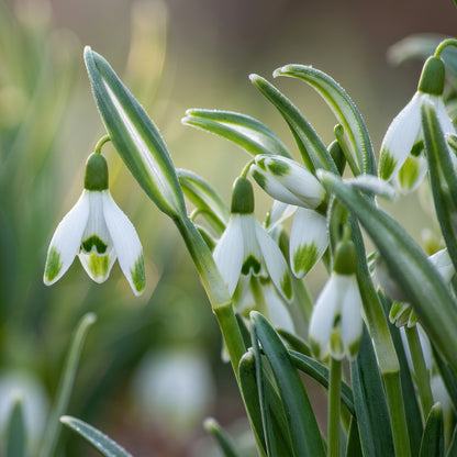 Single Snowdrops Bulbs Galanthus – Elegant White Early Spring Flowering Bulbs