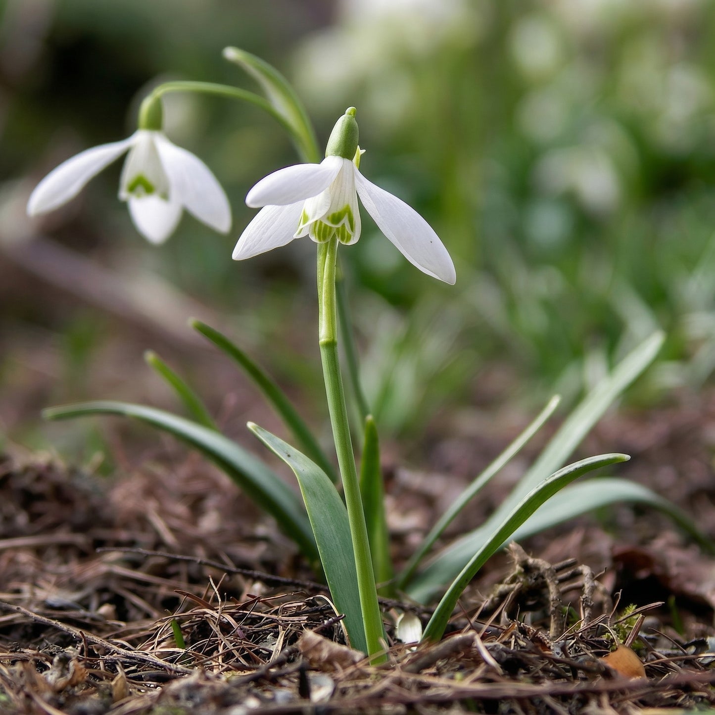 Single Snowdrops Bulbs Galanthus – Elegant White Early Spring Flowering Bulbs