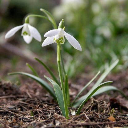 Single Snowdrops Bulbs Galanthus – Elegant White Early Spring Flowering Bulbs