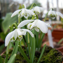 Single Snowdrops Bulbs Galanthus – Elegant White Early Spring Flowering Bulbs