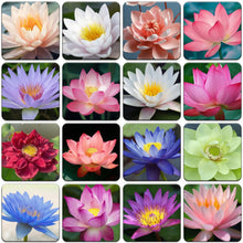 Mixed Color Lotus Seeds – Bowl Lotus Aquatic Seeds for Indoor Bonsai & Outdoor Ponds
