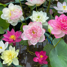 Mixed Color Lotus Seeds – Bowl Lotus Aquatic Seeds for Indoor Bonsai & Outdoor Ponds