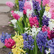 Large Mixed Hyacinth Bulbs 16–17 cm – Multicolor Fragrant Spring Flower Bulbs