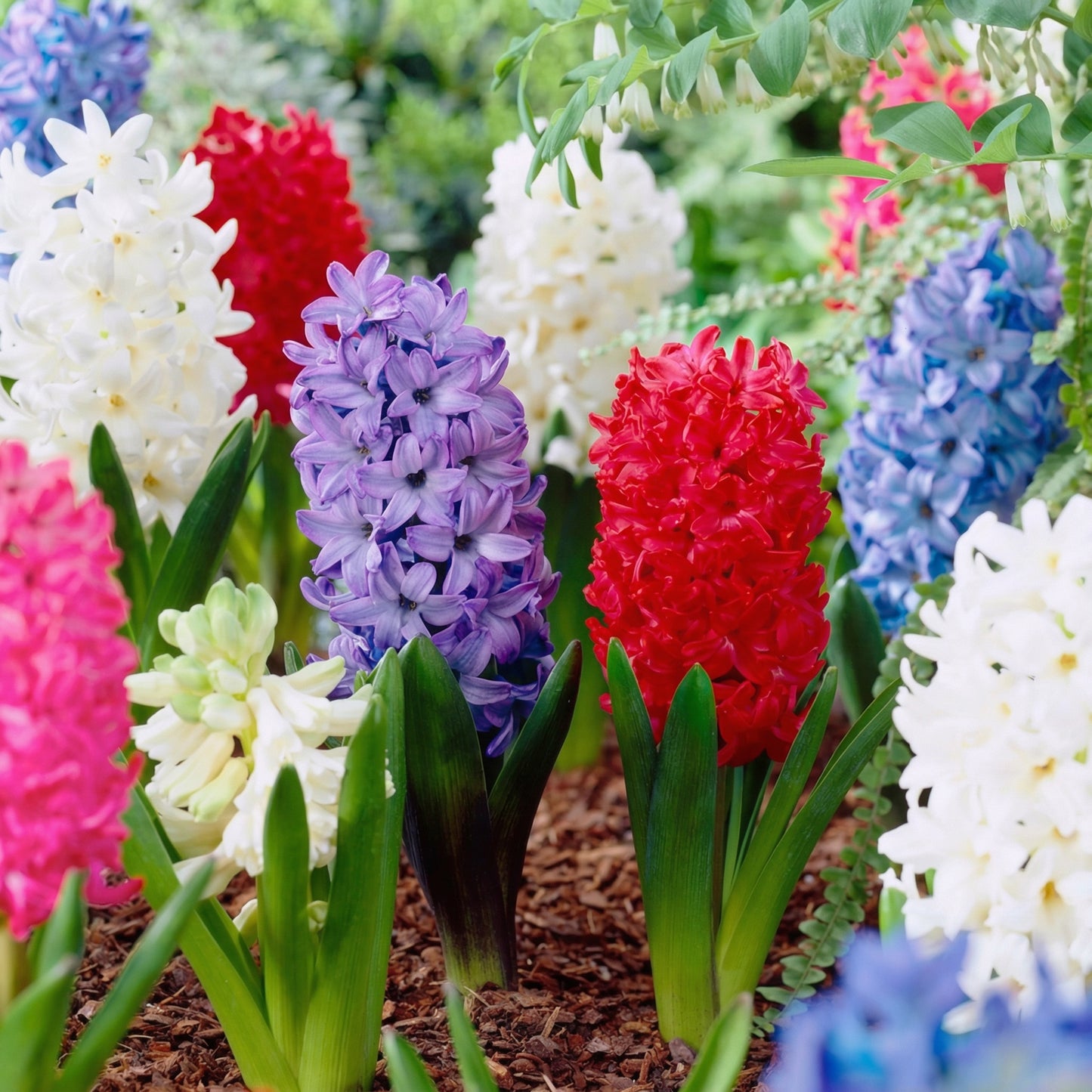 Large Mixed Hyacinth Bulbs 16–17 cm – Multicolor Fragrant Spring Flower Bulbs