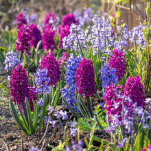 Large Mixed Hyacinth Bulbs 16–17 cm – Multicolor Fragrant Spring Flower Bulbs