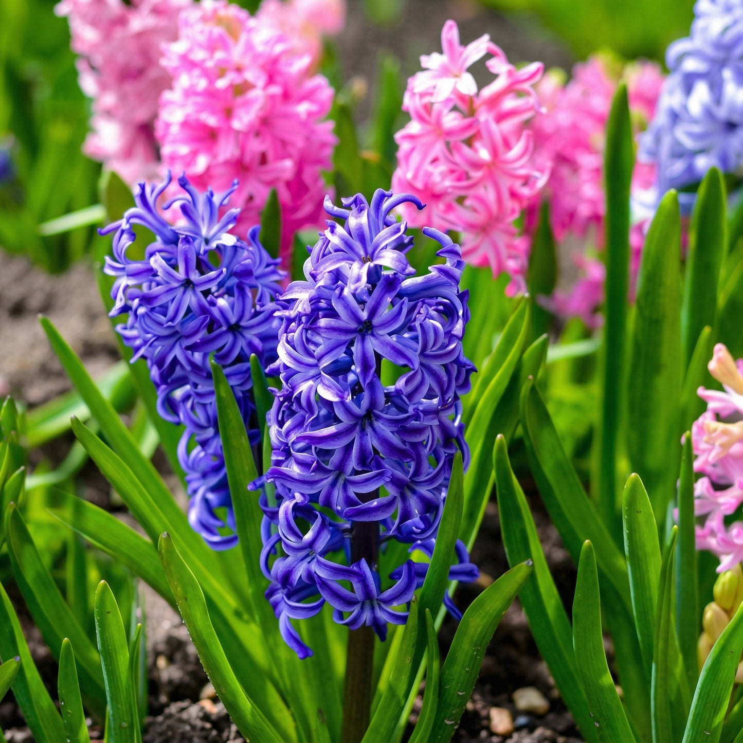 Large Mixed Hyacinth Bulbs 16–17 cm – Multicolor Fragrant Spring Flower Bulbs