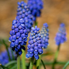 Grape Hyacinth Bulbs Muscari armeniacum – Spring Blooming Dwarf Blue Flower Bulbs