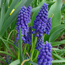 Grape Hyacinth Bulbs Muscari armeniacum – Spring Blooming Dwarf Blue Flower Bulbs