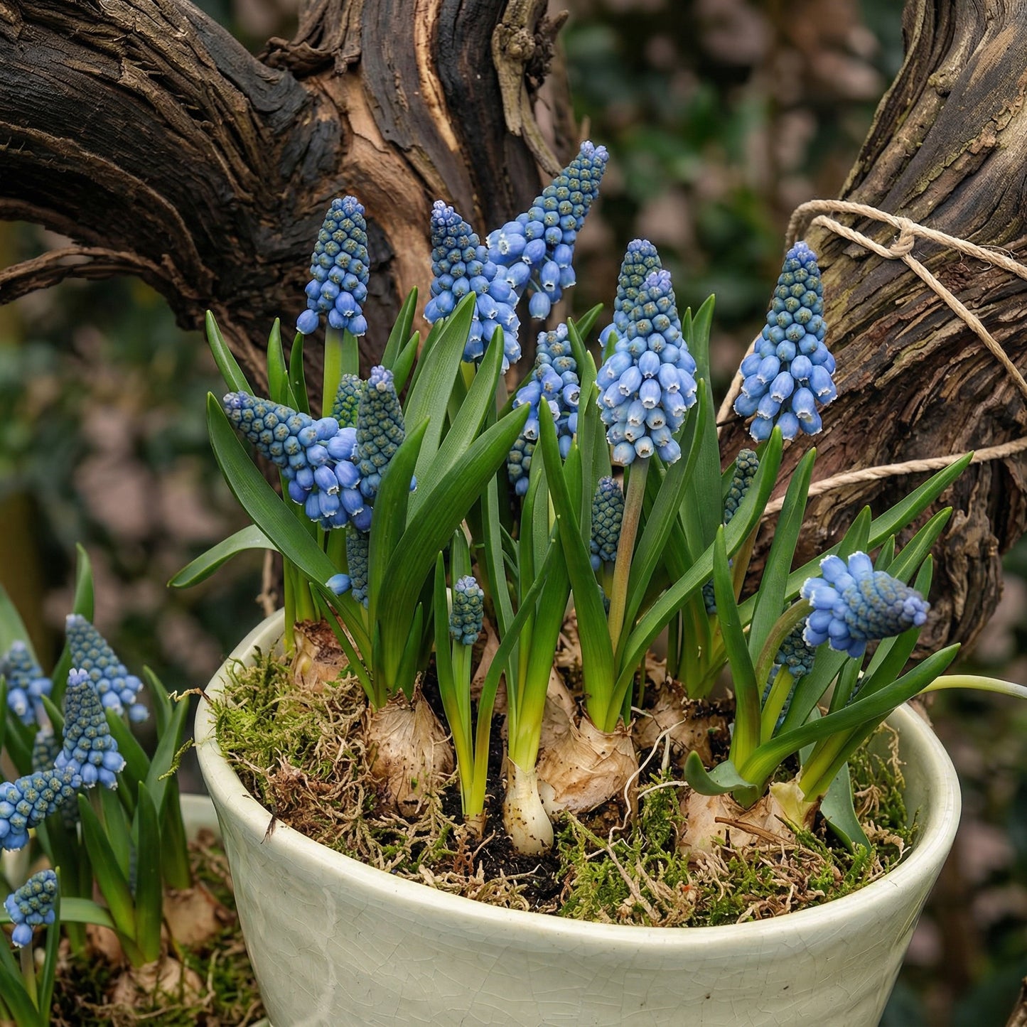Grape Hyacinth Bulbs Muscari armeniacum – Spring Blooming Dwarf Blue Flower Bulbs