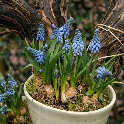 Grape Hyacinth Bulbs Muscari armeniacum – Spring Blooming Dwarf Blue Flower Bulbs