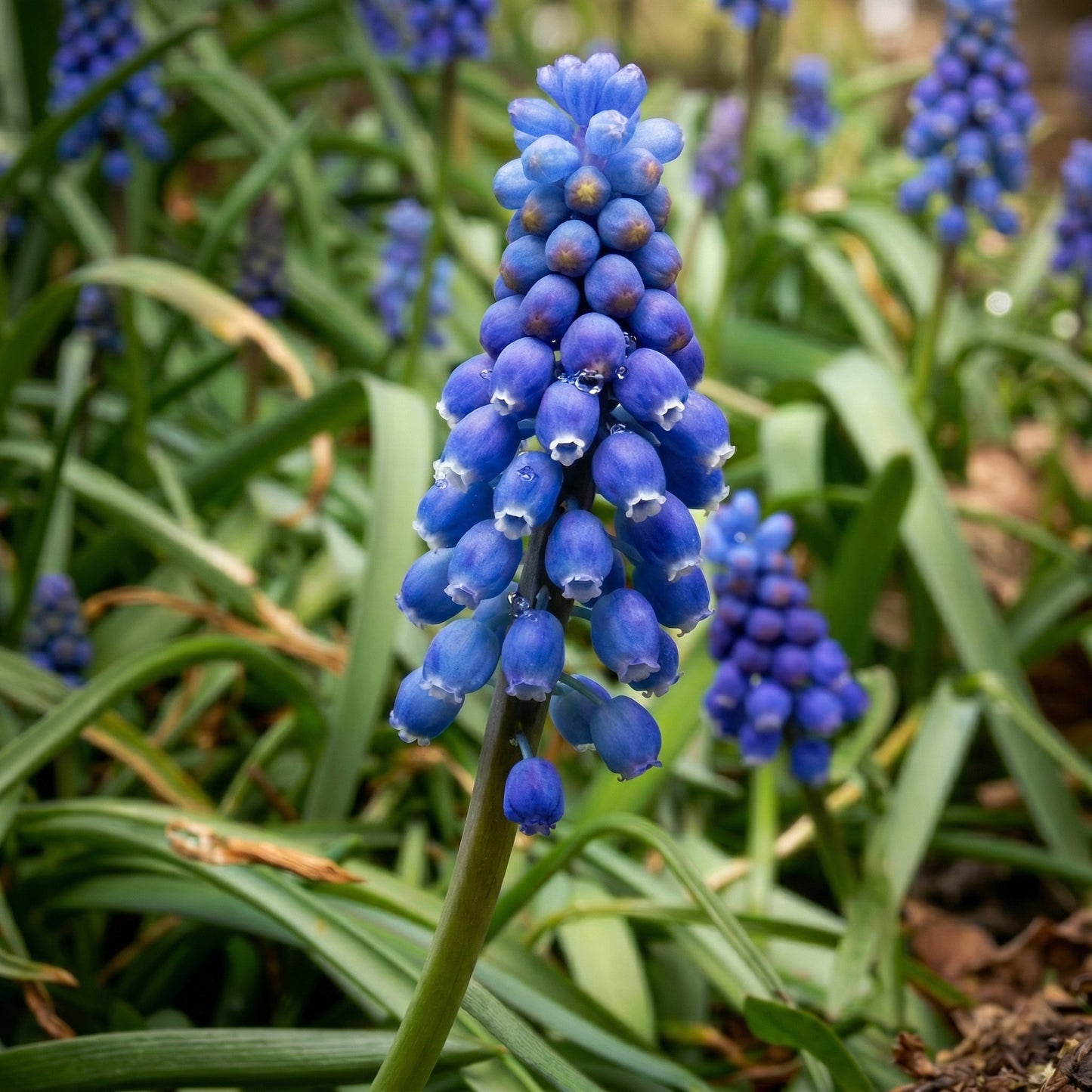Grape Hyacinth Bulbs Muscari armeniacum – Spring Blooming Dwarf Blue Flower Bulbs