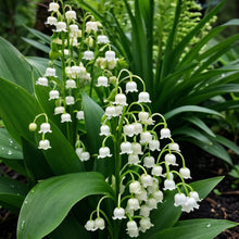 Lily of the Valley Convallaria Bulbs – Fragrant Shade-Loving Perennial Flower