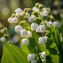 Lily of the Valley Convallaria Bulbs – Fragrant Shade-Loving Perennial Flower
