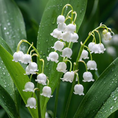 Lily of the Valley Convallaria Bulbs – Fragrant Shade-Loving Perennial Flower