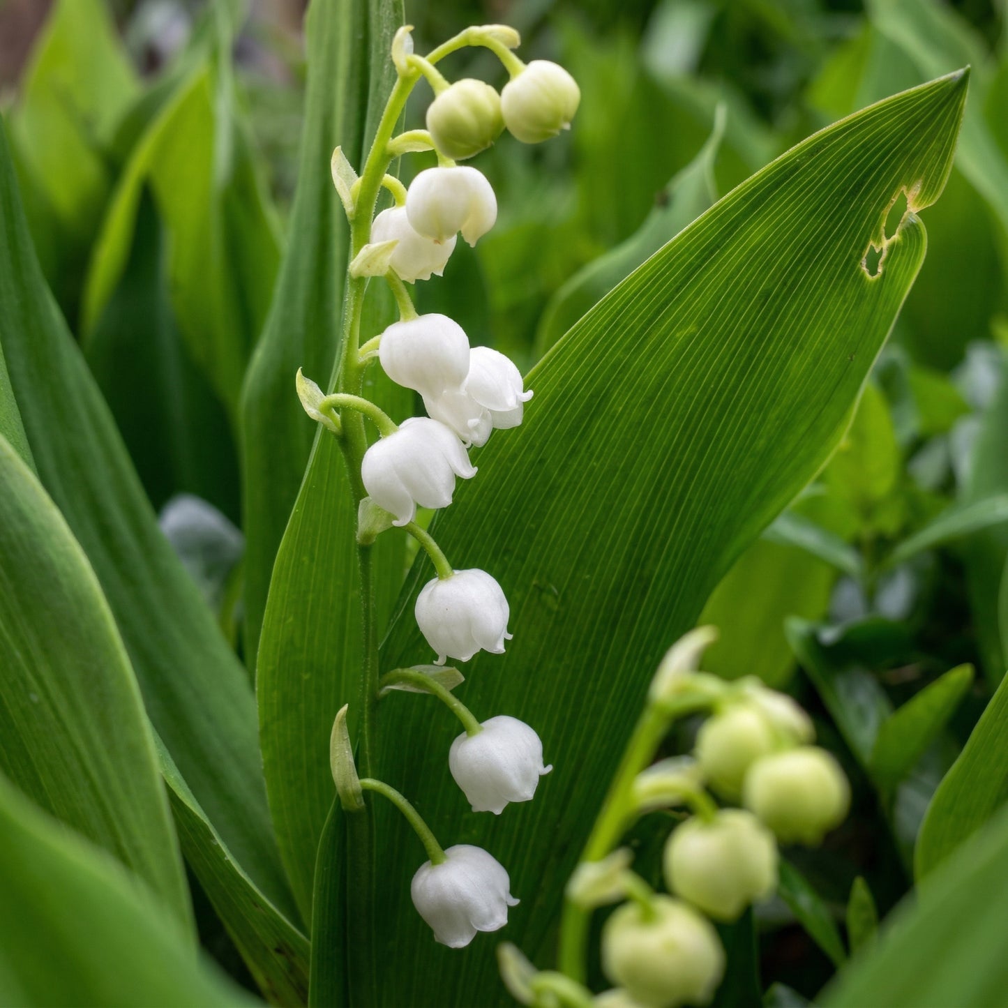 Lily of the Valley Convallaria Bulbs – Fragrant Shade-Loving Perennial Flower