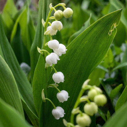 Lily of the Valley Convallaria Bulbs – Fragrant Shade-Loving Perennial Flower