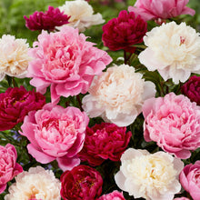 Peony Mixed Color Seeds – Perennial Ruffled Bloom Flower Seeds for Garden
