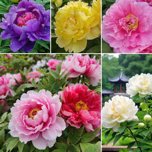 Peony Mixed Color Seeds – Perennial Ruffled Bloom Flower Seeds for Garden