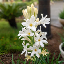 Tuberose Single Bloom Bulbs Polianthes tuberosa – Fragrant White Perennial Tubers