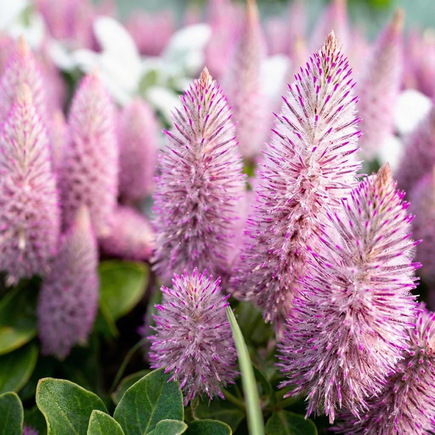 Ptilotus Exaltatus Joey Seeds – Annual Pink Mulla Mulla Ornamental Flower Seeds