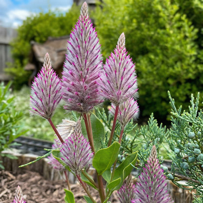 Ptilotus Exaltatus Joey Seeds – Annual Pink Mulla Mulla Ornamental Flower Seeds