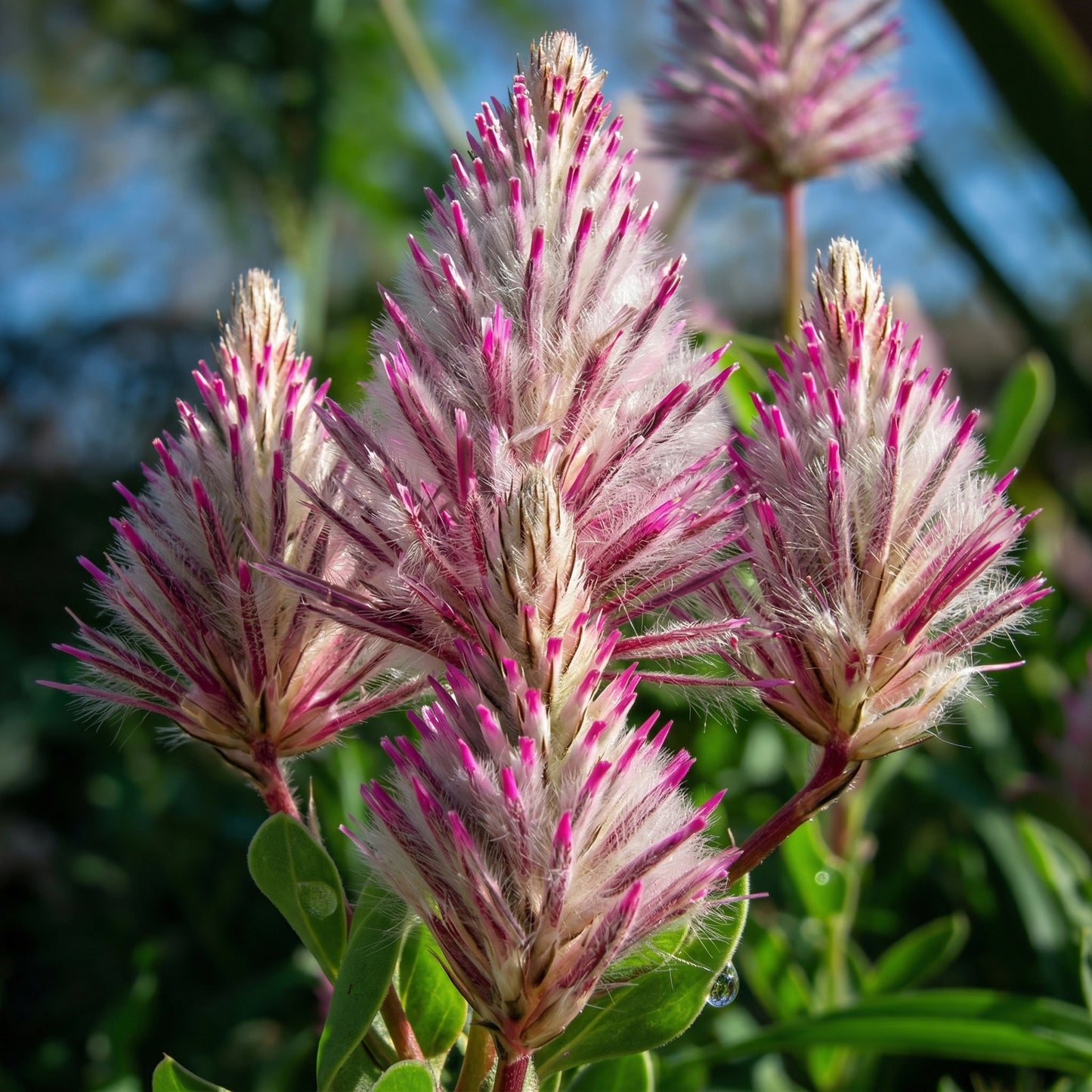 Ptilotus Exaltatus Joey Seeds – Annual Pink Mulla Mulla Ornamental Flower Seeds