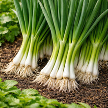 Scallion Bunching Onion Seeds Evergreen Hardy White – Heirloom Allium fistulosum