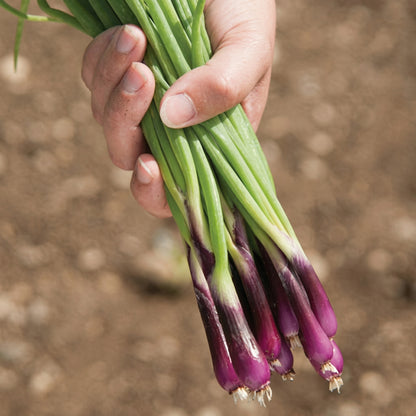 Scallion Bunching Onion Seeds Evergreen Hardy White – Heirloom Allium fistulosum