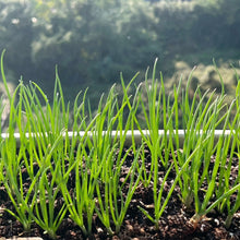Scallion Bunching Onion Seeds Evergreen Hardy White – Heirloom Allium fistulosum