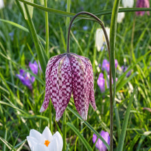 Fritillary Flower Seeds – Exotic Bell-Shaped Blooms for Butterfly-Friendly Gardens