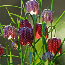 Fritillary Flower Seeds – Exotic Bell-Shaped Blooms for Butterfly-Friendly Gardens