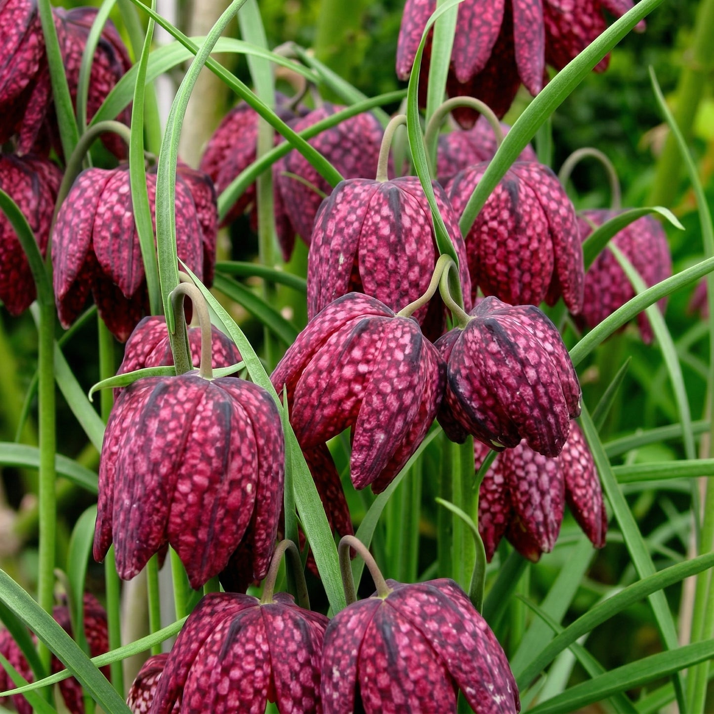 Fritillary Flower Seeds – Exotic Bell-Shaped Blooms for Butterfly-Friendly Gardens