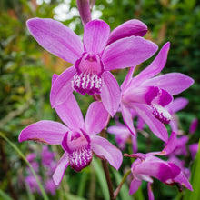 Chinese Ground Orchid Seeds Bletilla striata – Hardy Purple Perennial Orchid Seeds