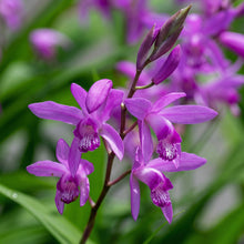 Chinese Ground Orchid Seeds Bletilla striata – Hardy Purple Perennial Orchid Seeds