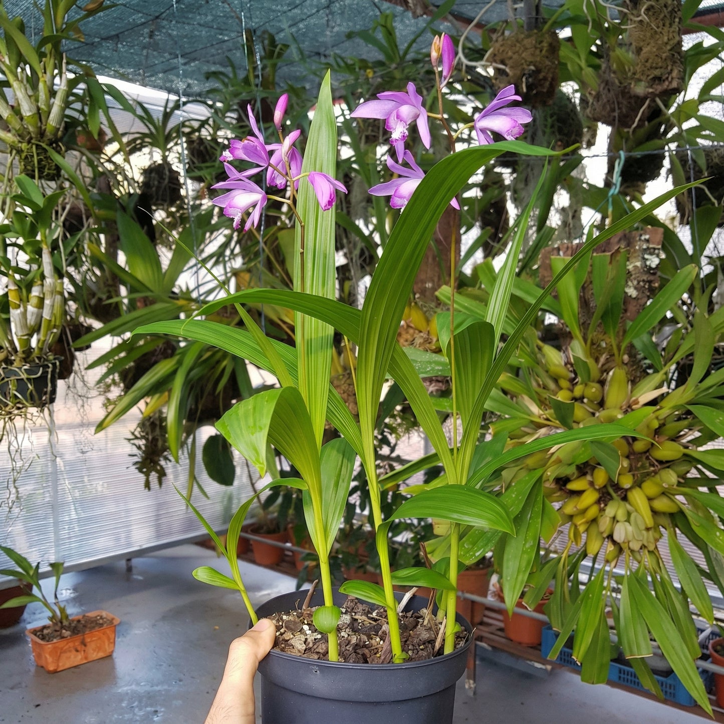 Chinese Ground Orchid Seeds Bletilla striata – Hardy Purple Perennial Orchid Seeds