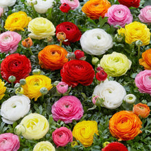 French Peony Mixed Ranunculus Bulbs – Multicolor Peony-Like Blooms