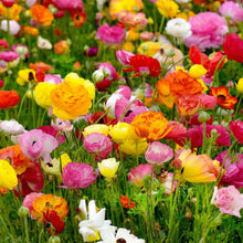 French Peony Mixed Ranunculus Bulbs – Multicolor Peony-Like Blooms