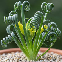 Albuca spiralis Seeds – Curly Cypress Spiral Leaf Ornamental Bulb Seeds